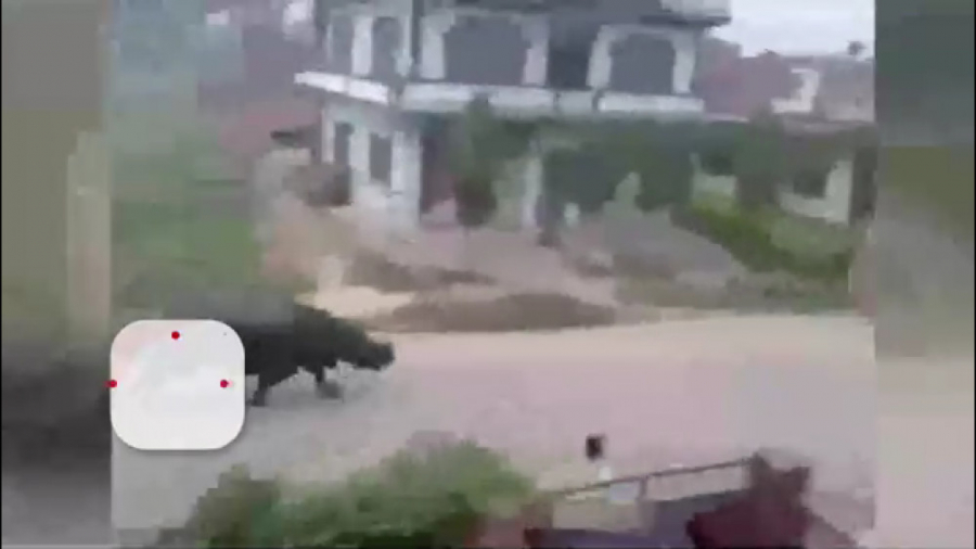 هند،،کرگدن افتاده ،،دنبال موتو...