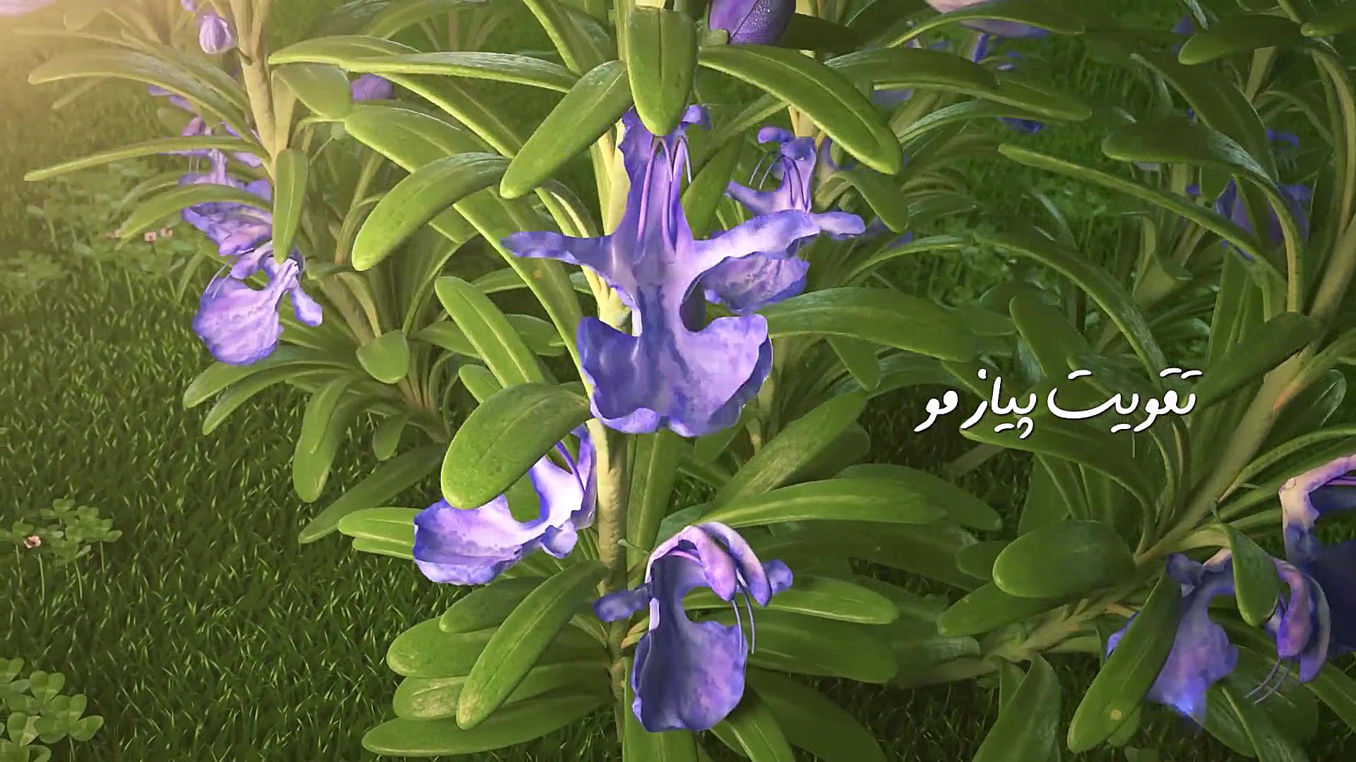 شامپو رزماری پرژک