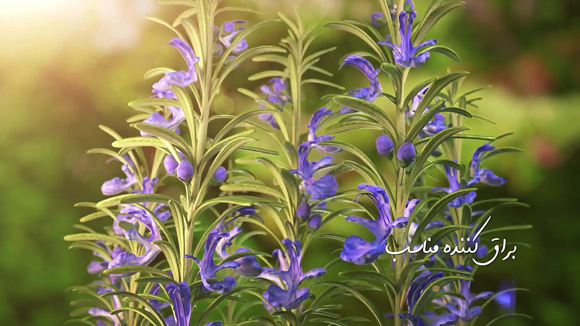 شامپو رزماری پرژک Parjak