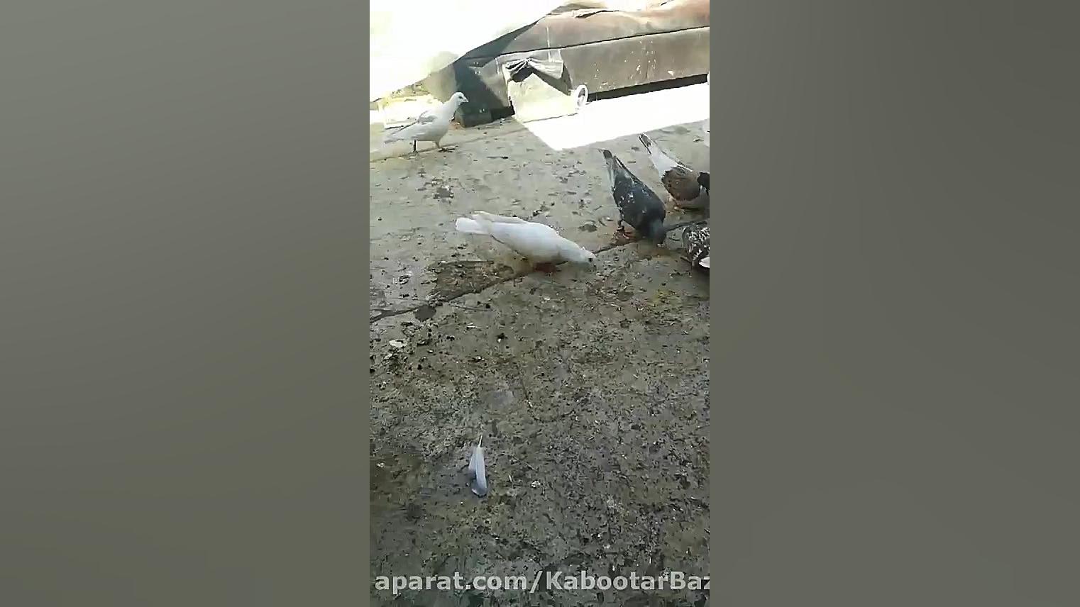 نمایش دان خوردن کبوتر ها