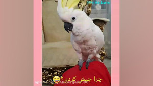 فیلم عروس هلندی