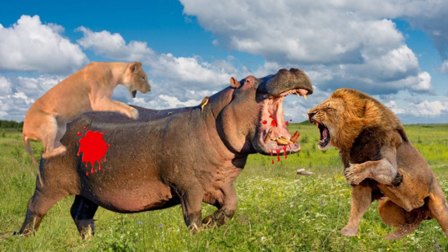 نبرد حیوانات وحشی دیدنی  کرگدن...