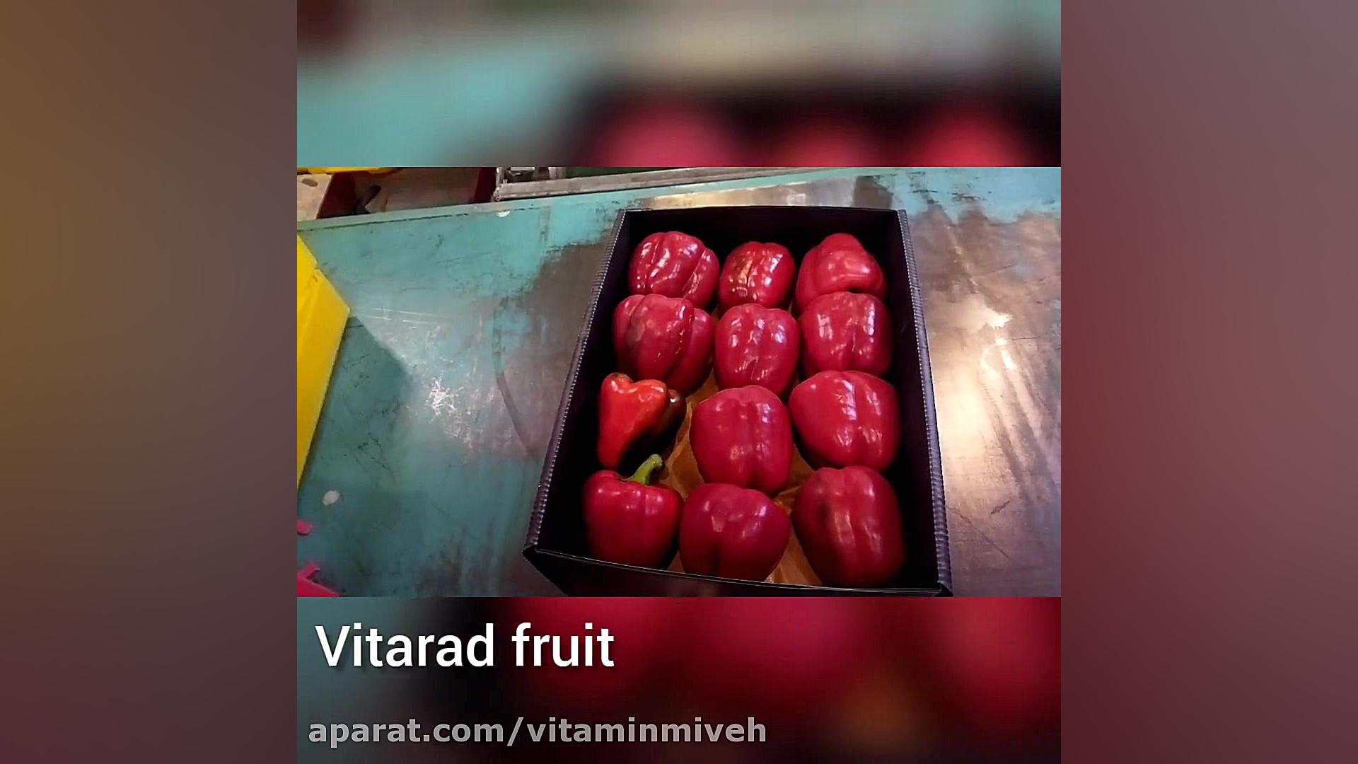 فروش فلفل دلمه رنگی سورت شده ا...