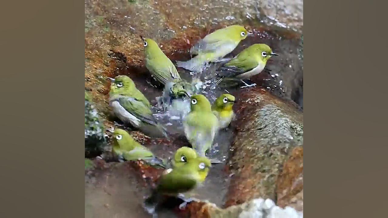 زندگی موسیقی گنجشک هاست ...