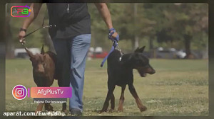 وحشی ترین سگ های جهان