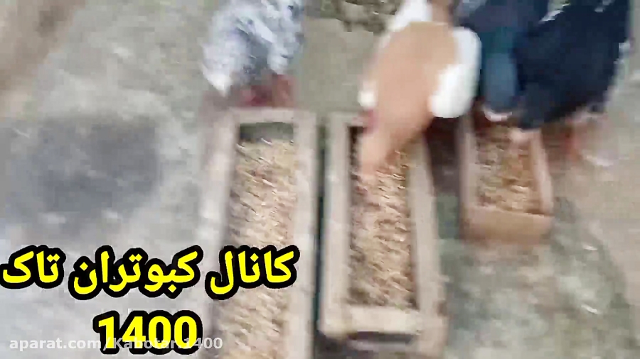 دان کبوتران جوجه کشی