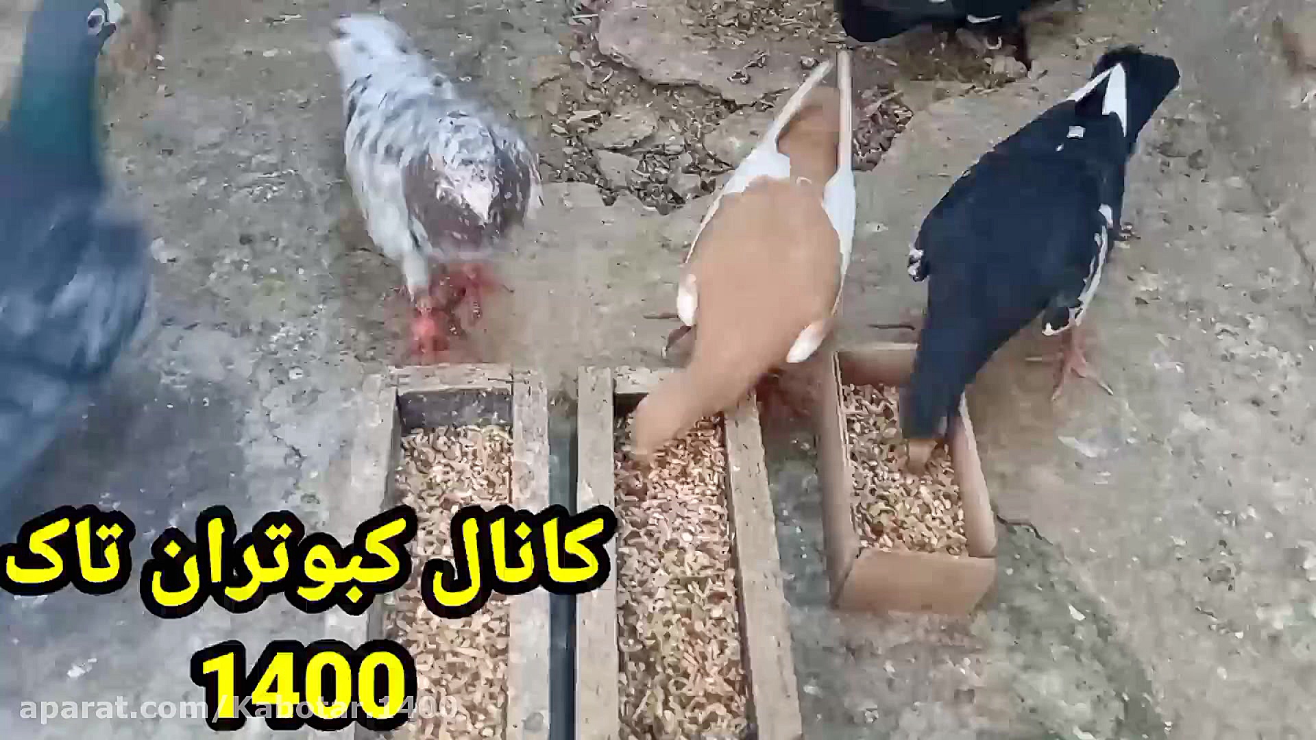 دان کبوتران جوجه کشی