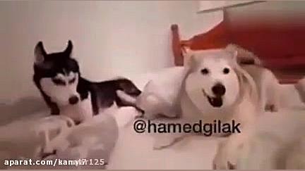 حامد گیلک ته خنده باحال خنده د...