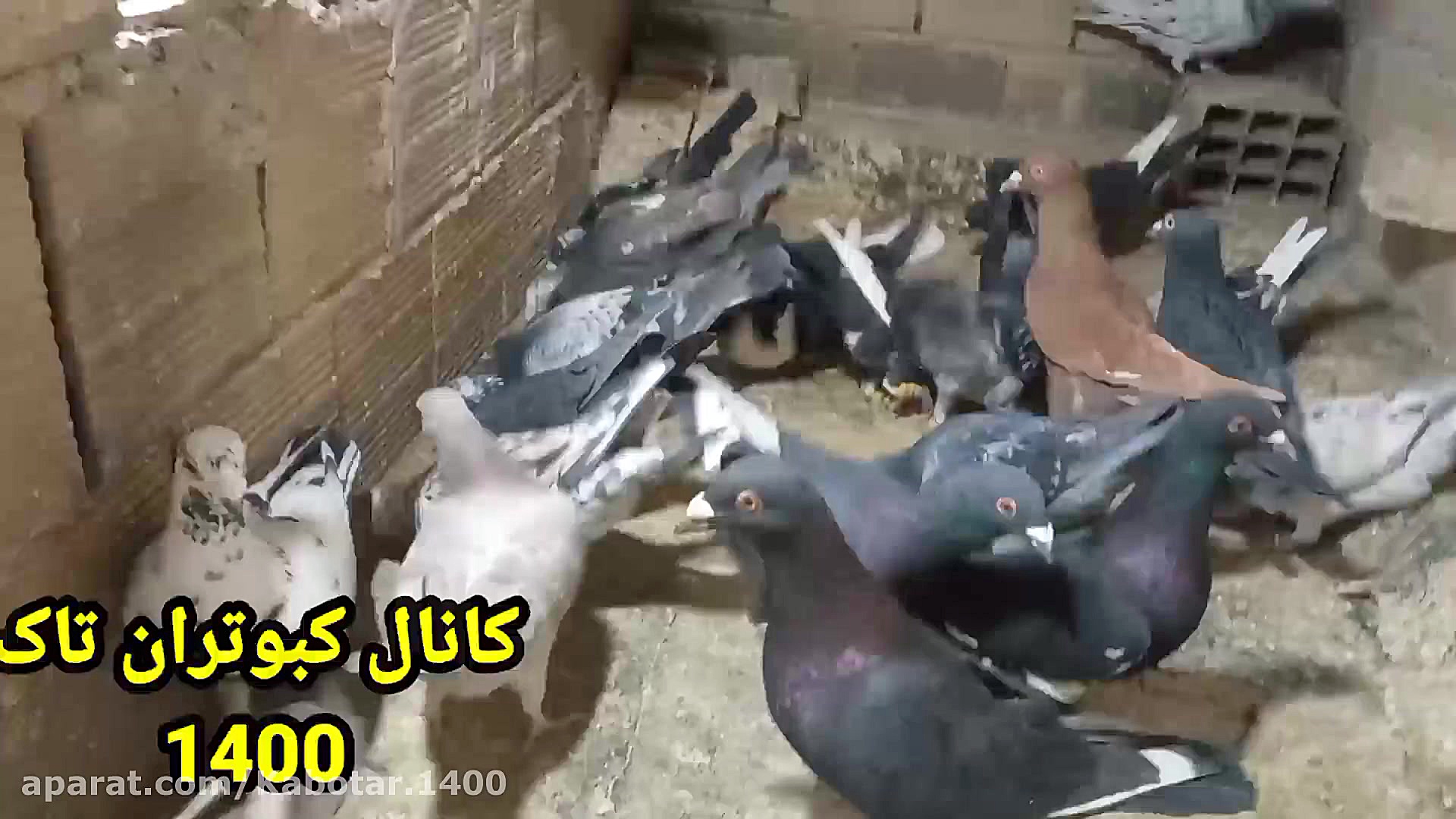 دان دادن کبوتر پرشی