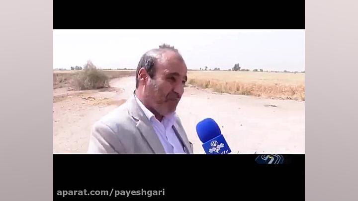 کشت برنج شلتوک در خوزستان