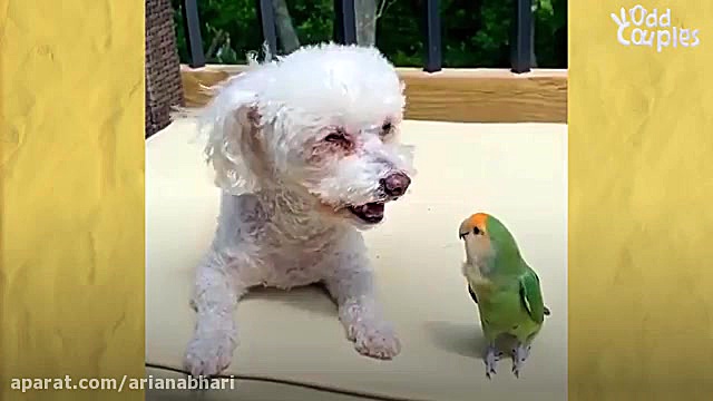 دوستی جالب سک کوچولو با پرنده...