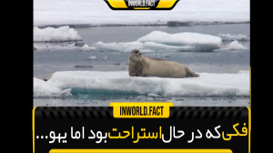 شکار فک آبی توسط خرس قطبی