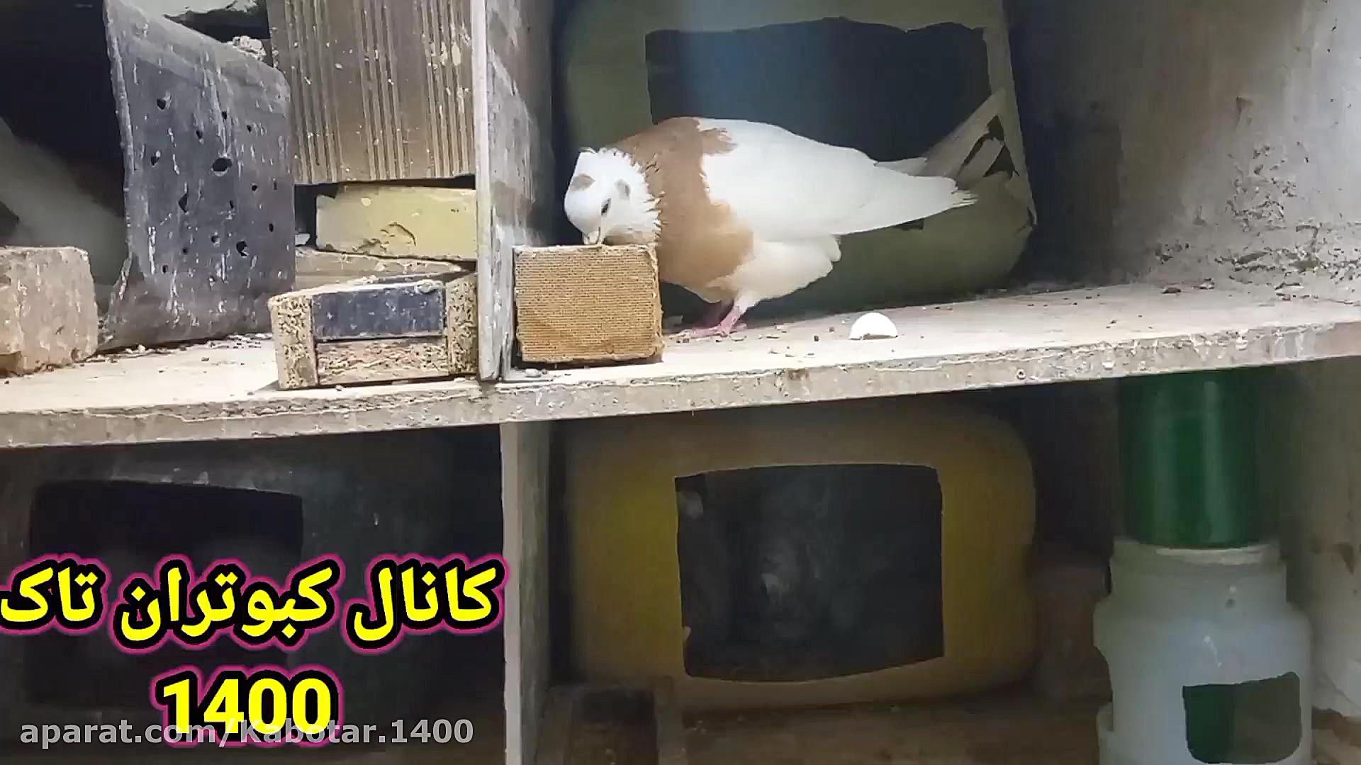 چند نکته در مورد تخم کفتر