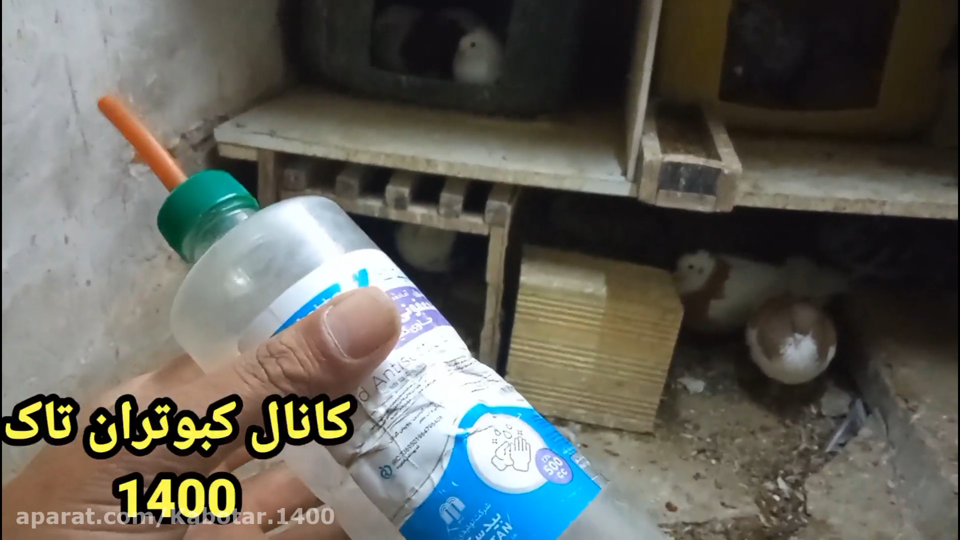 غذا دادن به جوجه کبوتر