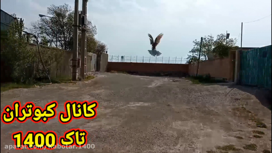 رها سازی دوباره کبوتر