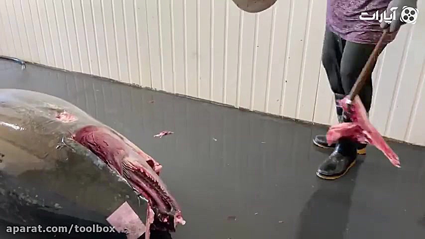 برش ماهی غول پیکر تون
