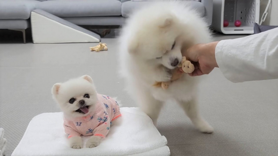 بازی و سرگرمی توله سگ های خوشگ...