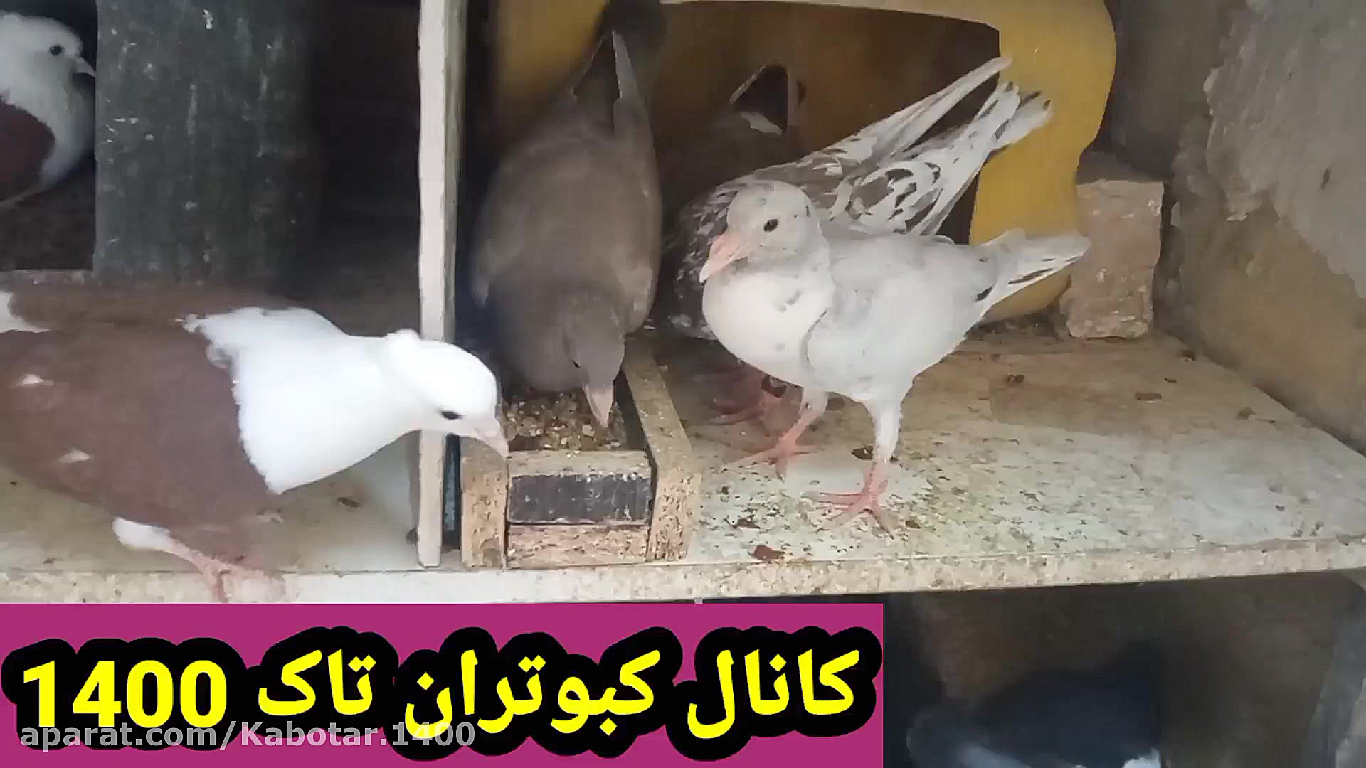 نمایشی از طوقی ها.وجوجه کبوتر...