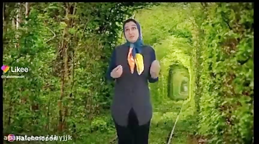 غنچه امریکایی