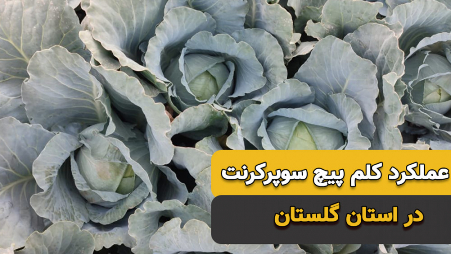 بذر کلم سوپر کرنت