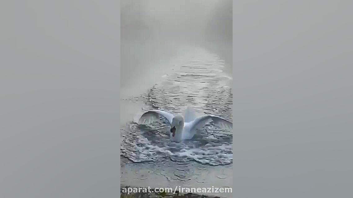 شکار لحظه زیبا و دیدنی فرود ام...