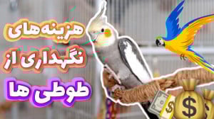 هزینه های خرید عروس هلندی و طو...