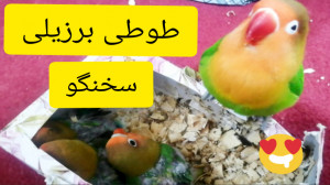 طوطی برزیلی سخنگو مادر