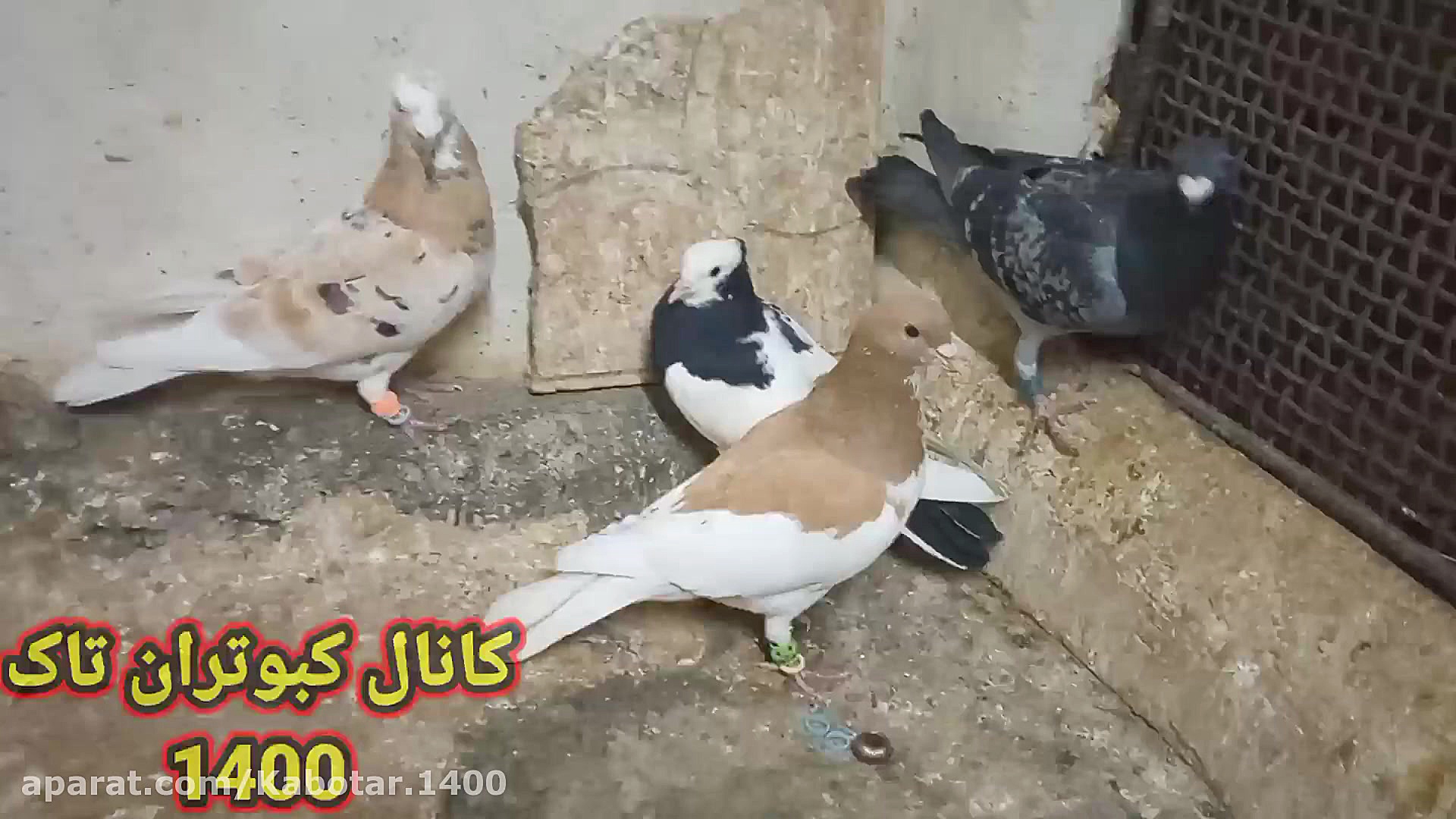 نمایشی از کبوتران غریب گیری شد...