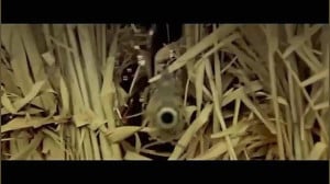 دانلود فیلم سینمایی تک تیراندا...
