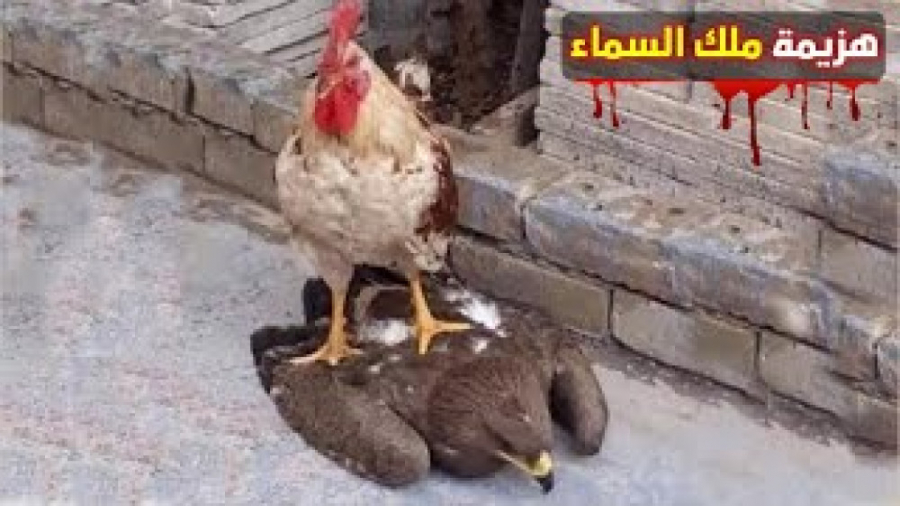 وقتی عقاب ها با طعمه اشتباهی د...