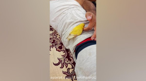 کاملا رام و دستی چلوندنی باشرط...