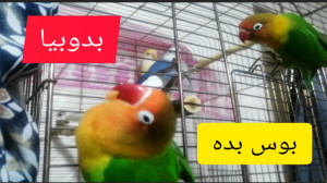 طوطی برزیلی های سخنگو !