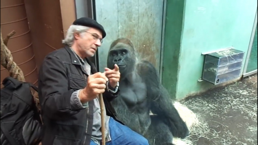 علاقه شديد گوريل به پيرمرد خول...