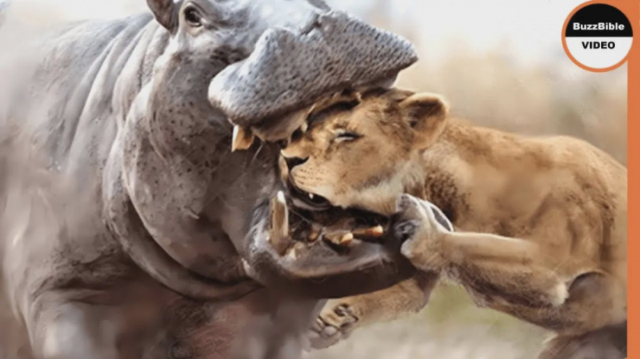 مستند حیات وحش  کرگدن عصبانی س...