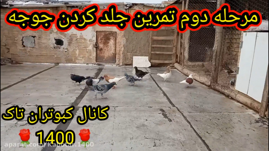 جلد کردن جوجه وتمرینات لازم