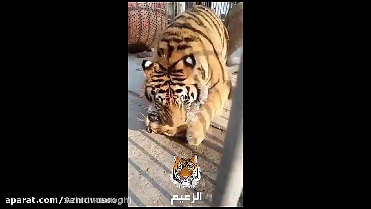 نبرد ببر و شیر ( ۱ قدم تا مرگ!...