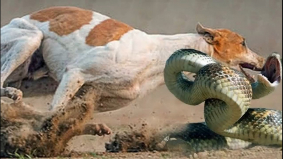 حتی حیوانات رو هم جو می گیره!