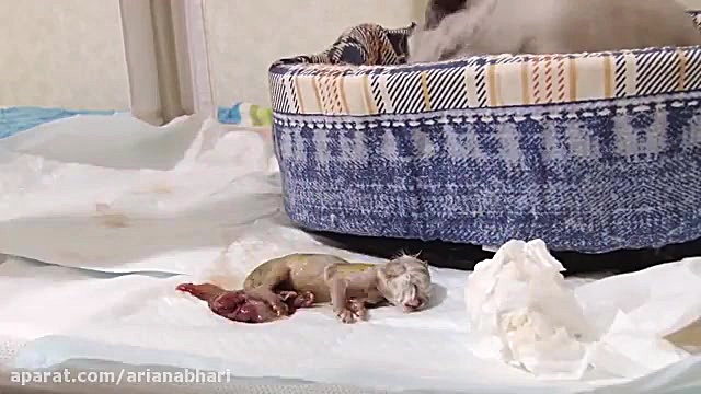 لحظه به دنیا آمدن نوزاد گربه و...