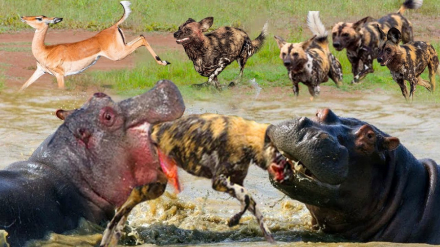 جنگ حیوانات وحشی  نبرد سگ وحشی...