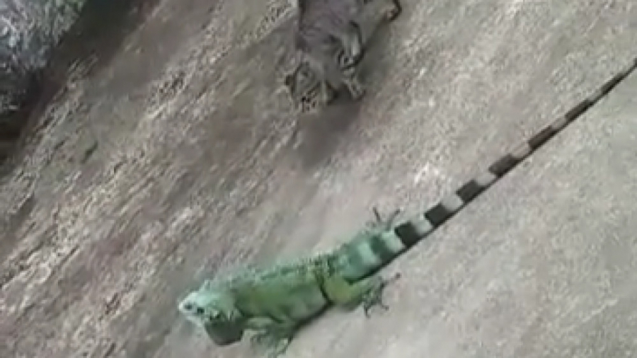 درگیری گربه با افتاب پرست