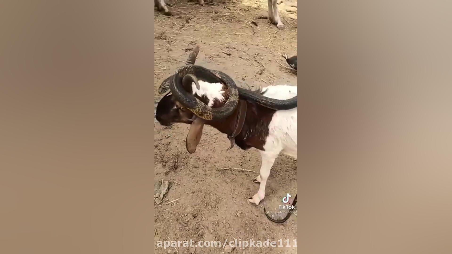 دوستی بز و مار کبری