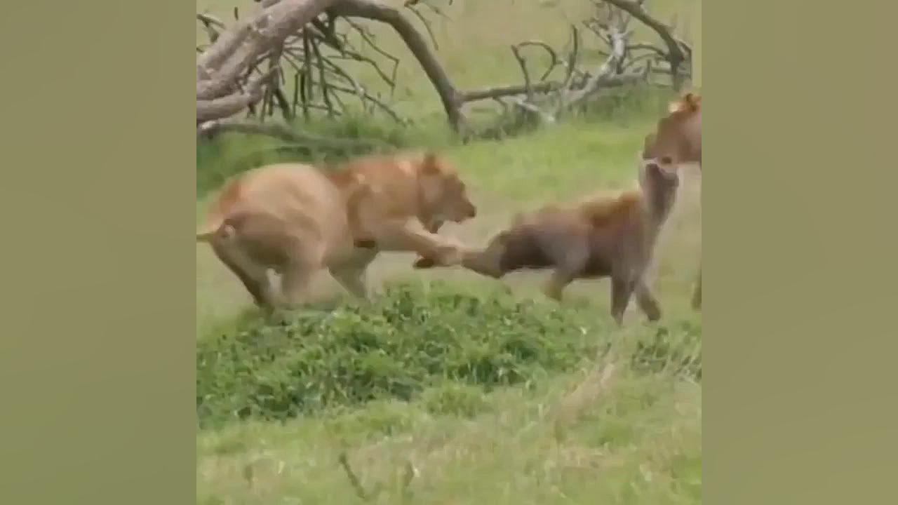 نبرد خونین بین دو رقیب دیرینه...