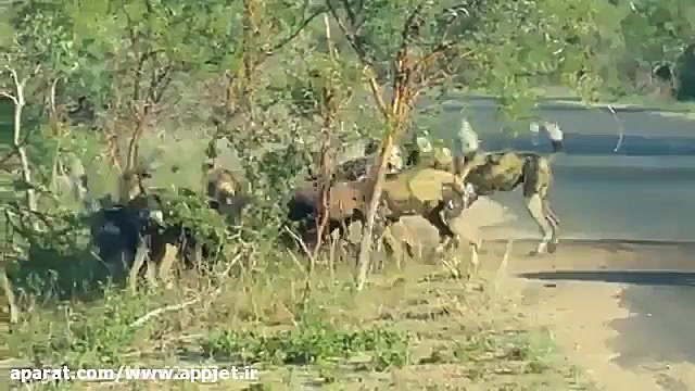 سگ های وحشی گوزن بیچاره را تیک...