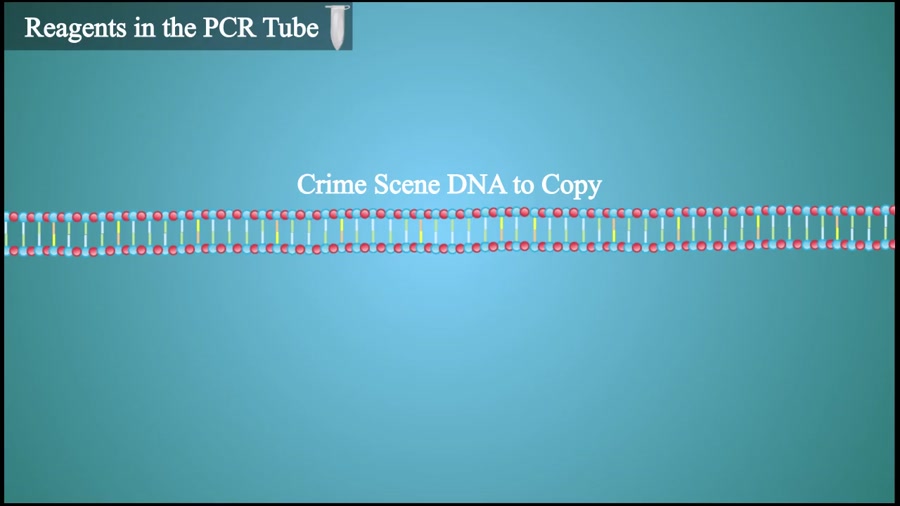 واکنش زنجیره‌ای پلیمراز یا PCR ، تکنیک تکثیر DNA در آزمایشگاه