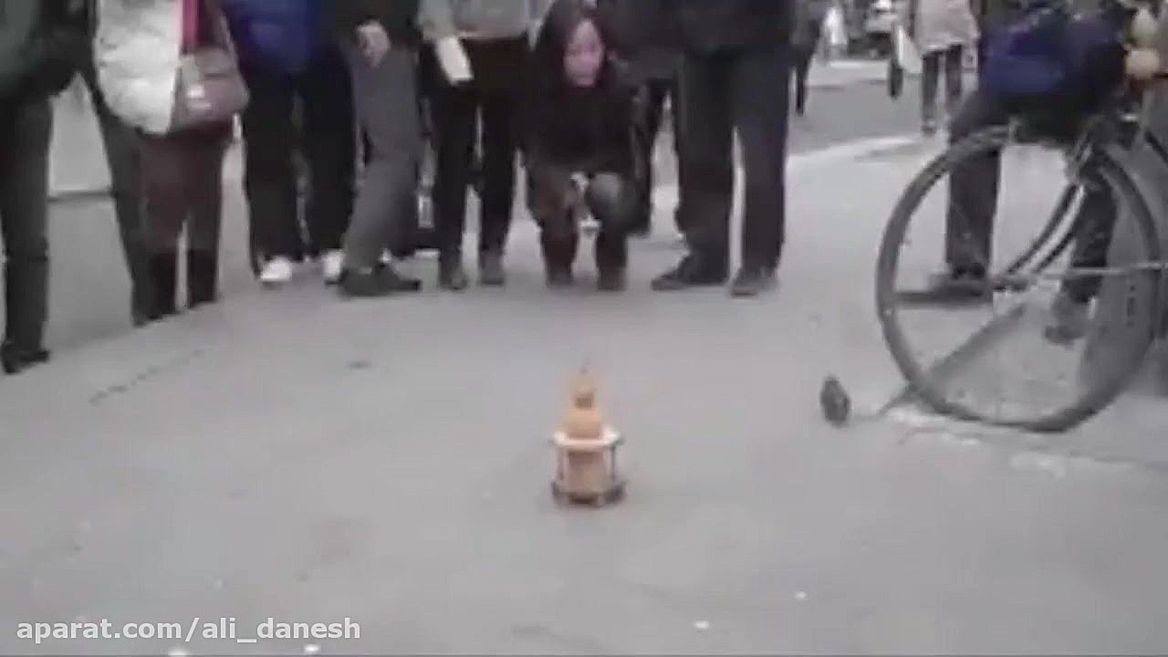 گنجشک باهوش