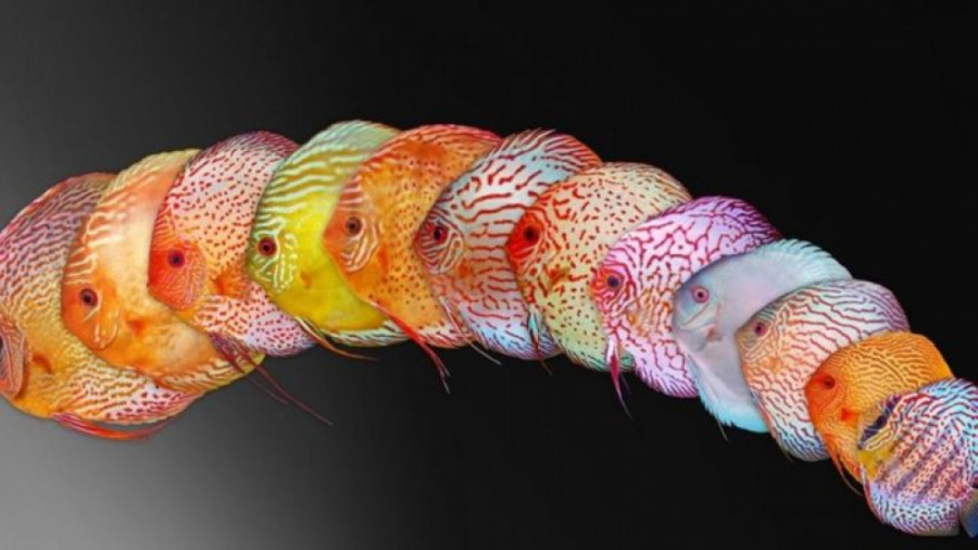 55 مدل زیبای ماهی دیسکاس