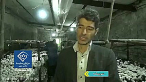 کسب روزی حلال با طعم قارچ