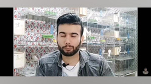 قفس مناسب عروس هلندی