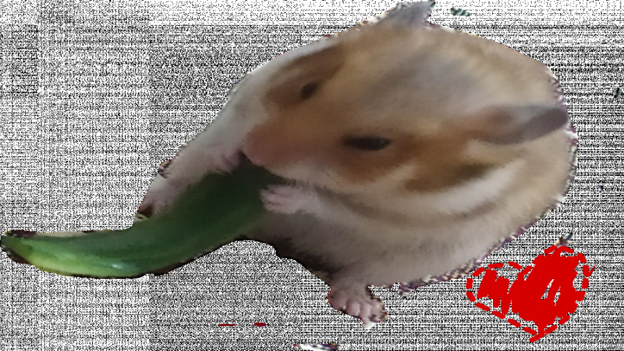 حیوان خانگی بامزه جدیدم