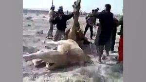 کینه شتری واقعی یعنی این